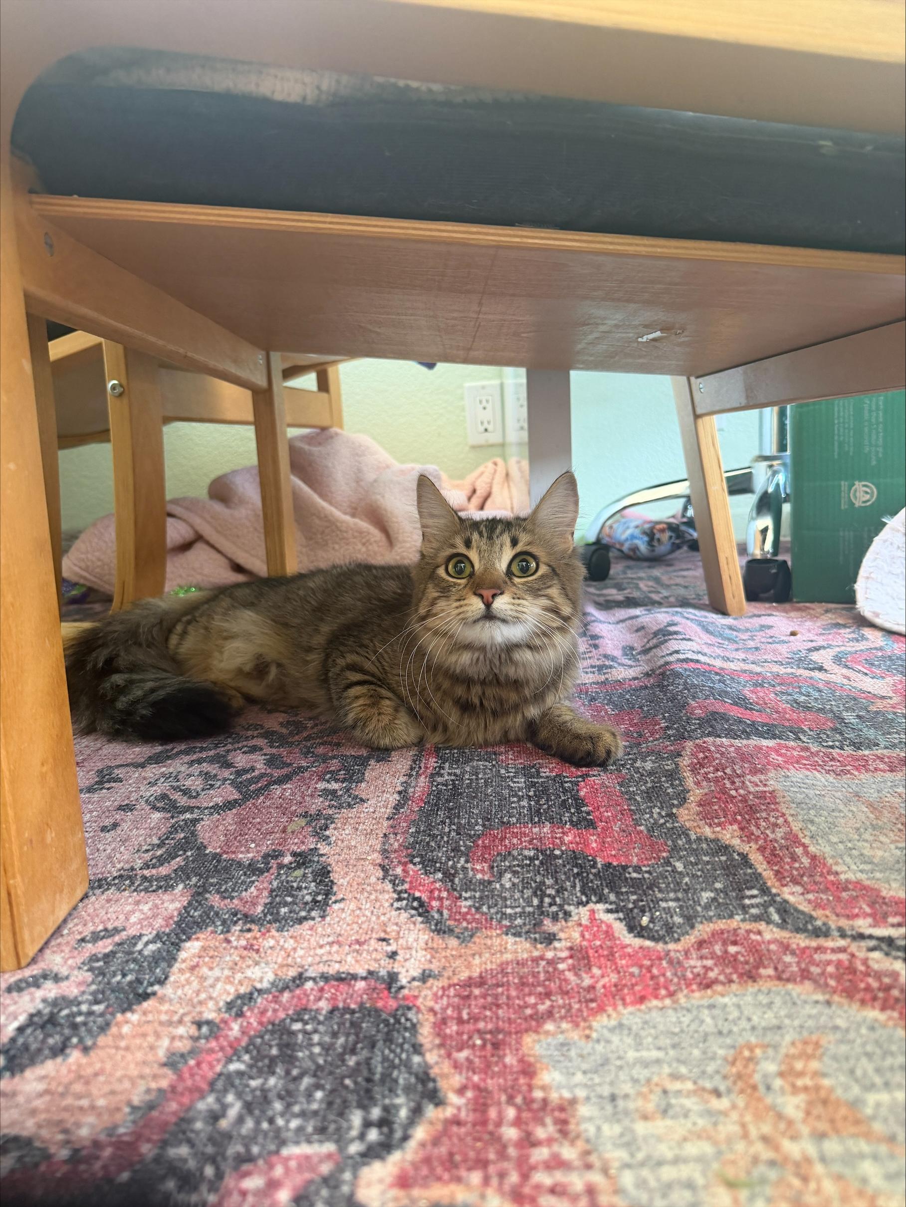 Enlarge Wednesday, an adoptable Domestic Medium Hair in Davis, CA image 3/5