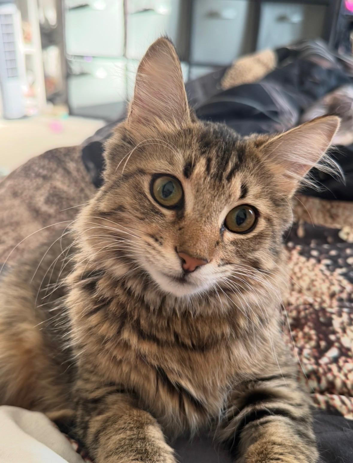 Enlarge Wednesday, an adoptable Domestic Medium Hair in Davis, CA image 4/5