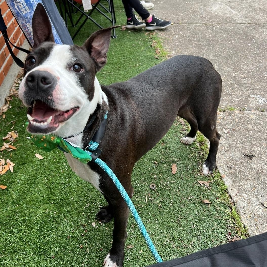 Otto, a Adoptable mixed breed in Houston, TX image 3/5