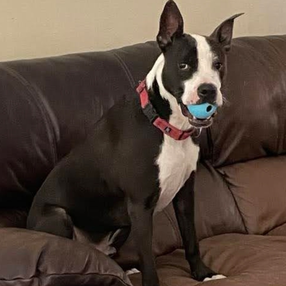 Otto, a Adoptable mixed breed in Houston, TX image 4/5