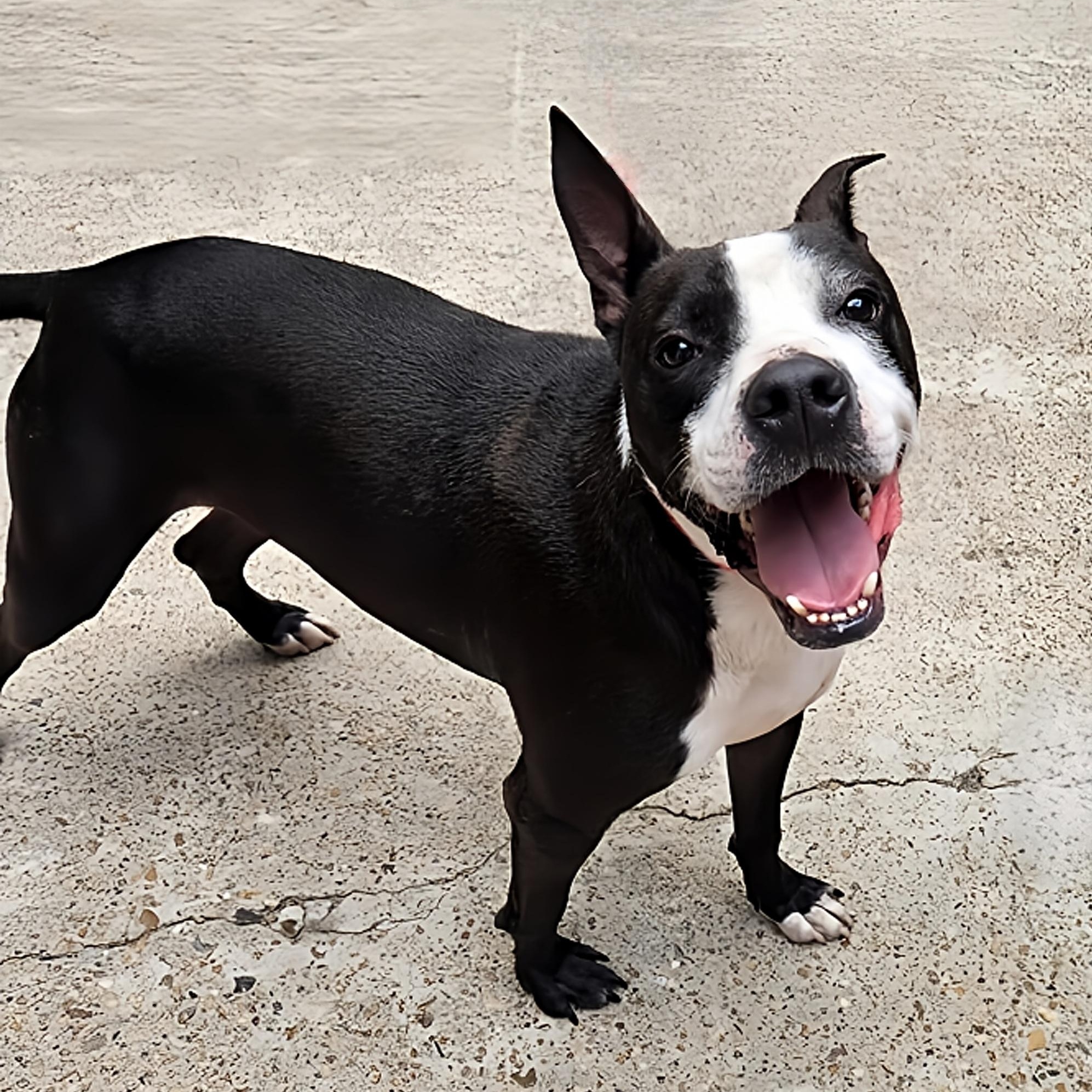 Otto, a Adoptable mixed breed in Houston, TX image 1/5