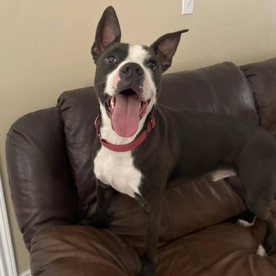 Otto, Adoptable, Young Male Pit Bull Terrier.