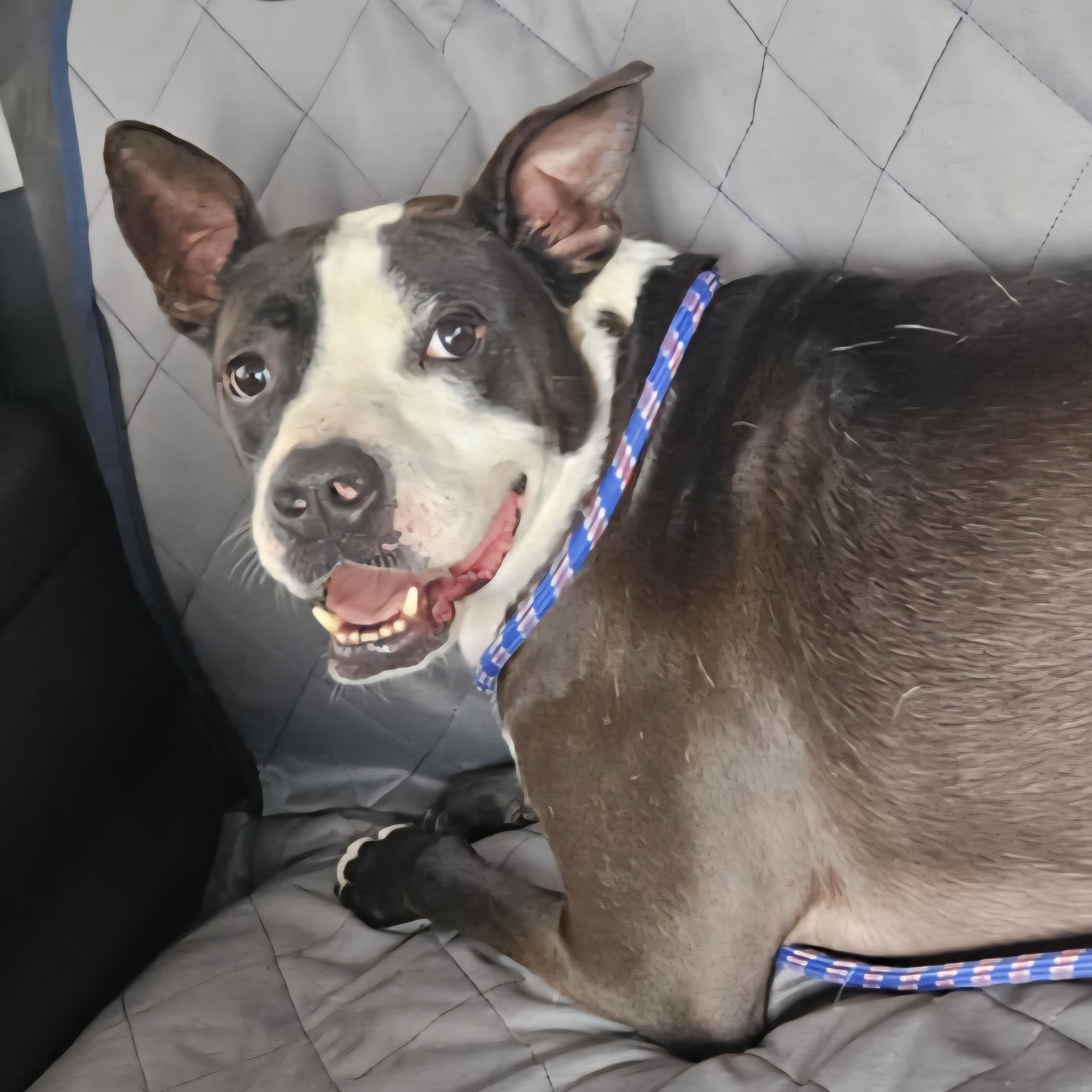 Otto, a Adoptable mixed breed in Houston, TX image 2/5