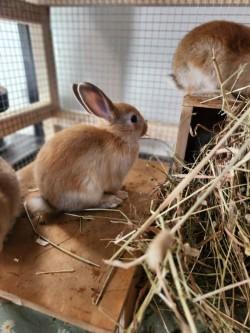 Enlarge Ginger, a Adoptable Bunny Rabbit in Mississauga, ON image 2/2