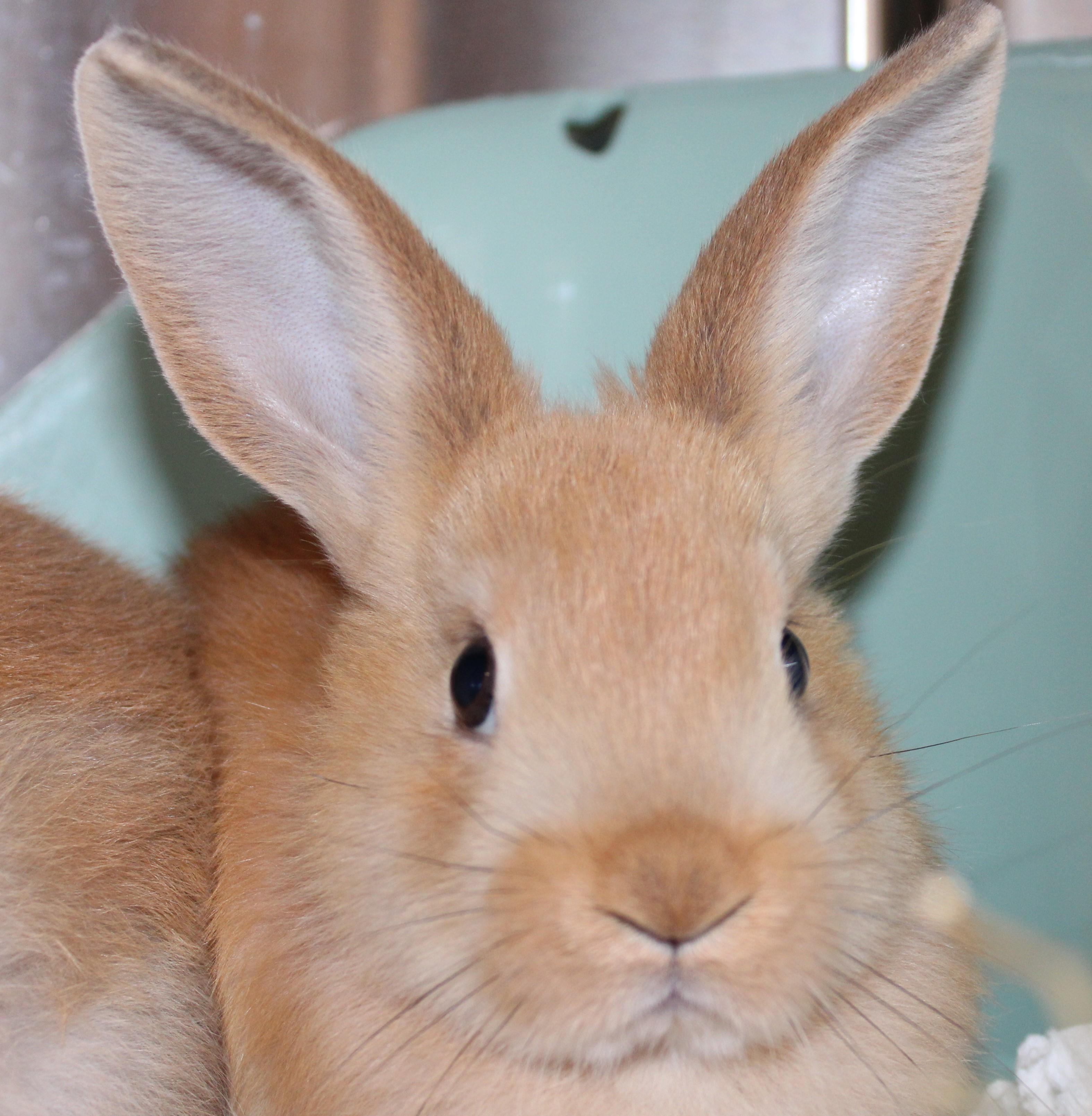 Enlarge Ginger, a Adoptable Bunny Rabbit in Mississauga, ON image 1/2