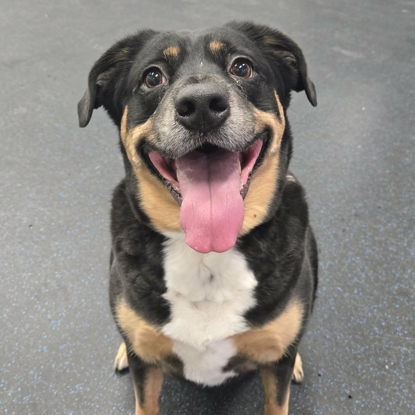 Mae, ADOPTABLE, Adult Female Border Collie.