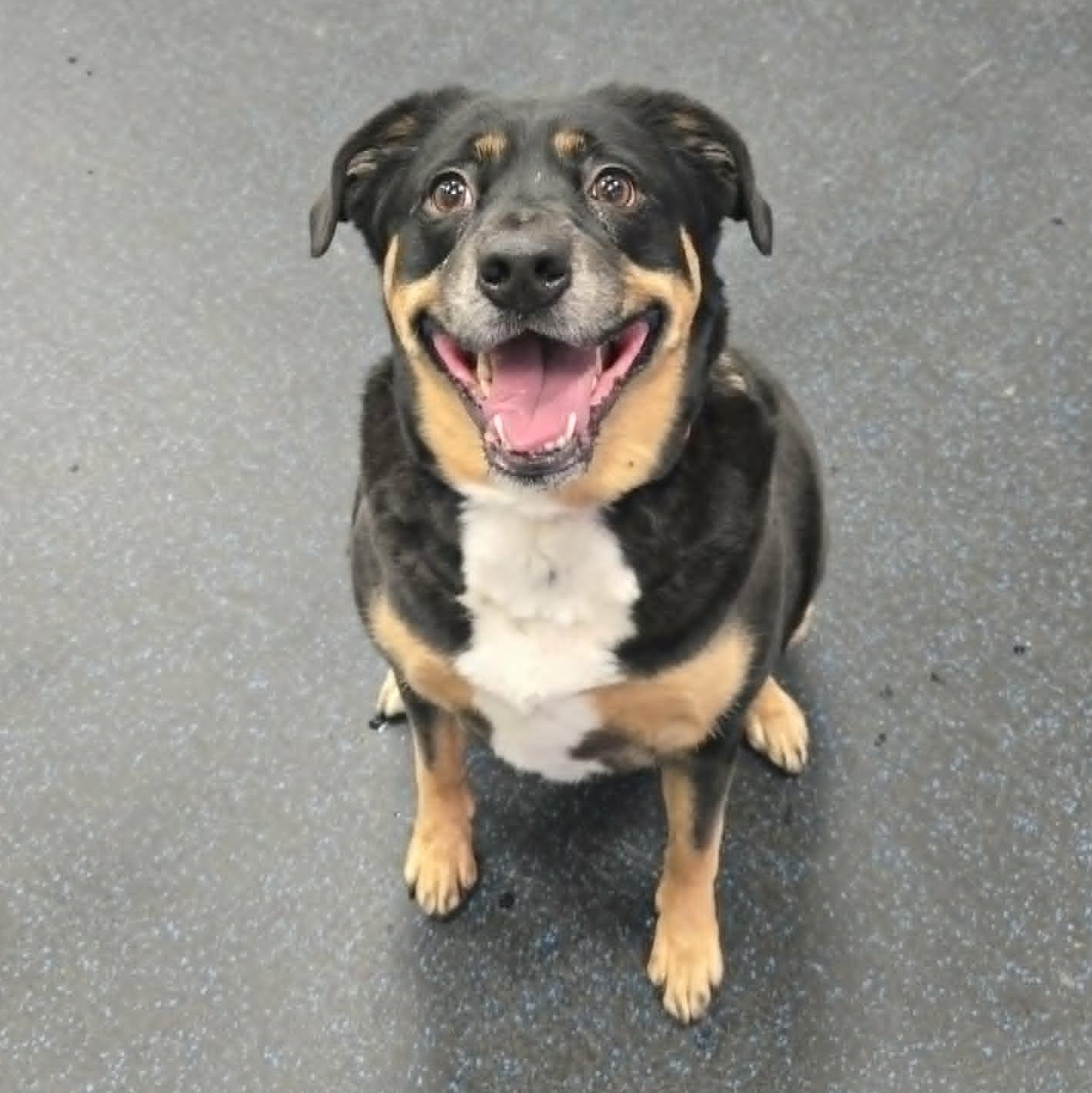 Enlarge Mae, a ADOPTABLE mixed breed in Watertown, WI image 3/3