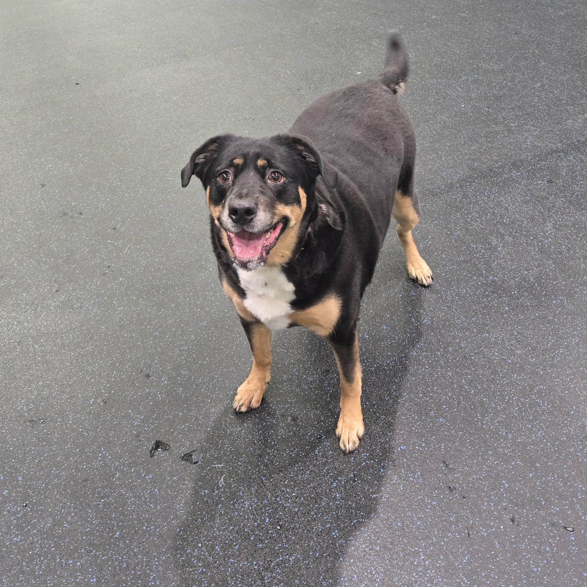 Enlarge Mae, a ADOPTABLE mixed breed in Watertown, WI image 2/3