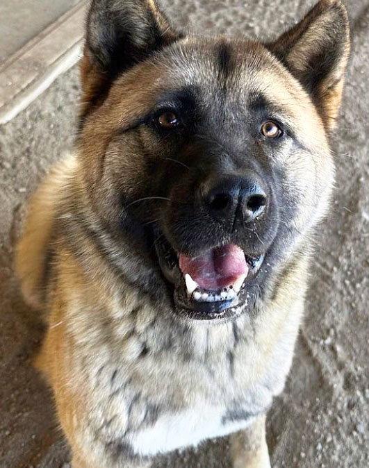 Rose, Adoptable, Young Female Akita.