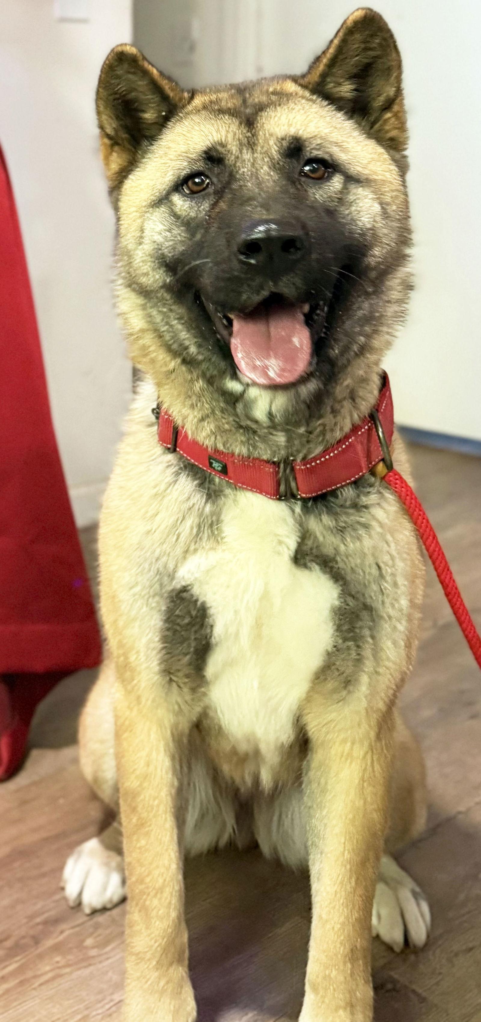 Rose, Adoptable, Young Female Akita.