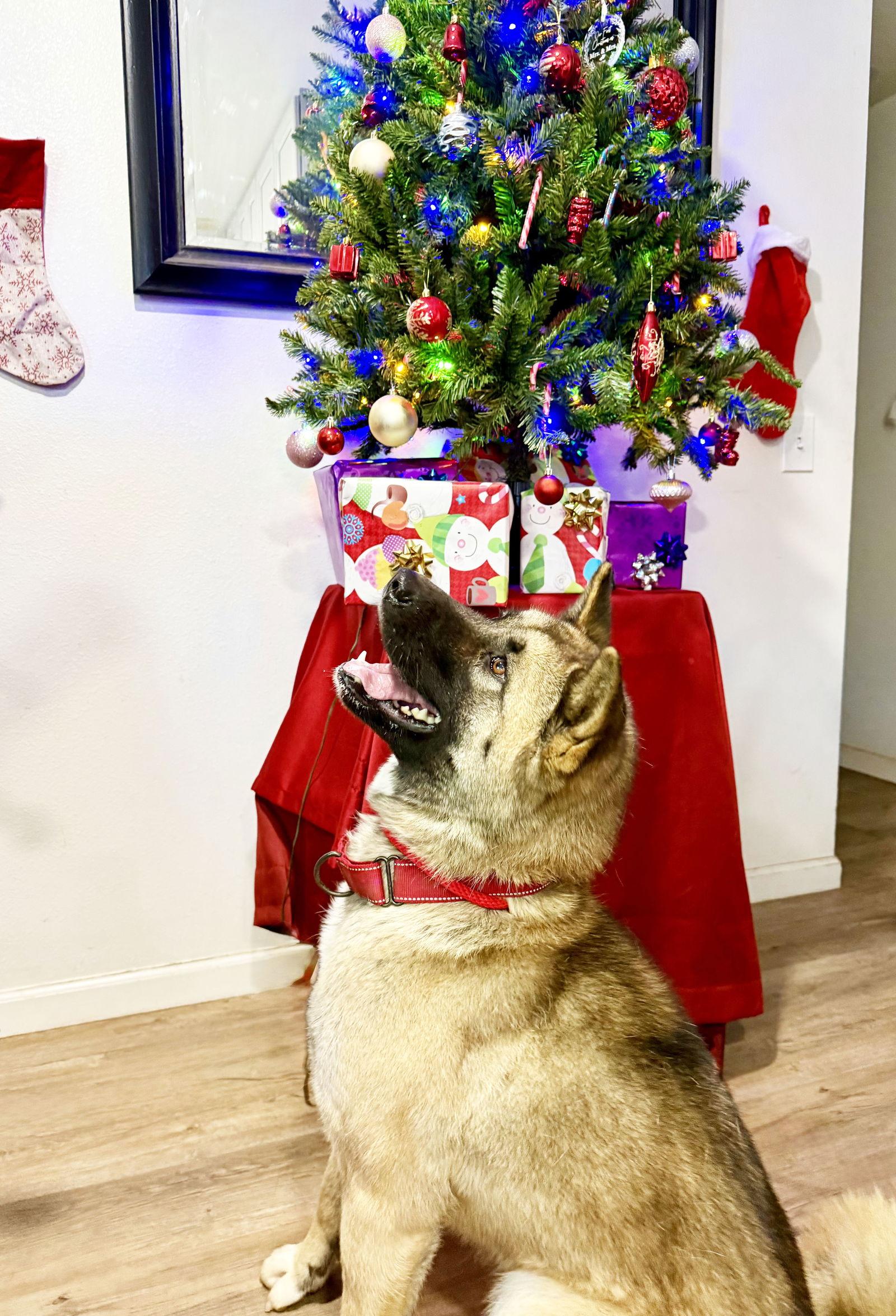 Enlarge Rose, a Adoptable Akita in Romoland, CA image 2/6