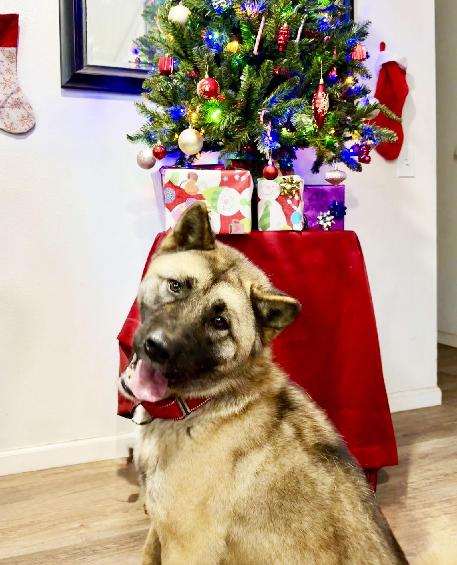 Enlarge Rose, a Adoptable Akita in Romoland, CA image 3/6