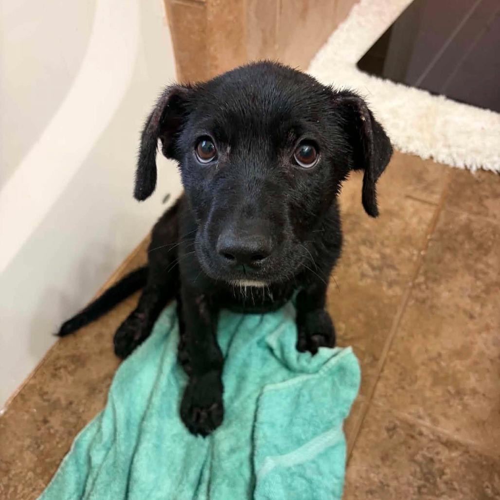 Jude, Adoptable, Puppy Male Labrador Retriever & Mixed Breed.