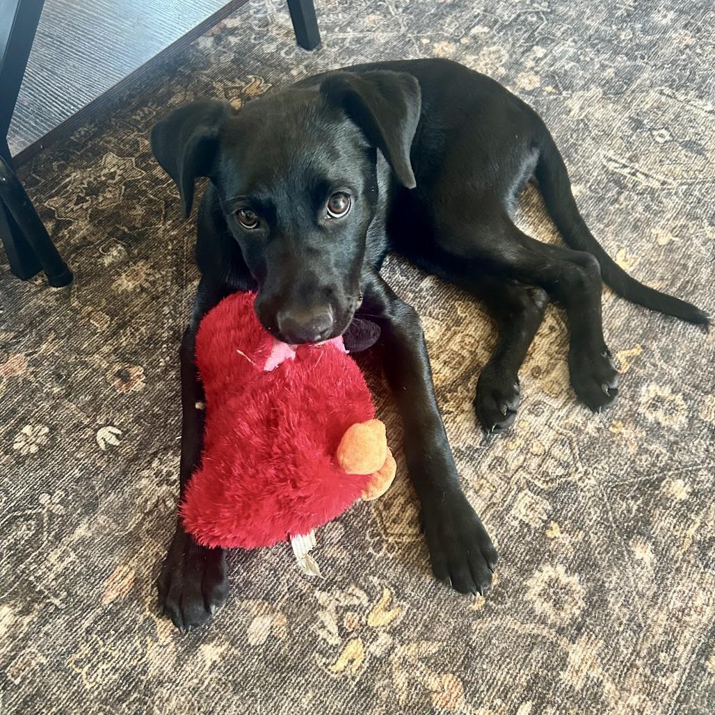 Enlarge Jude, a Adoptable mixed breed in Alma, WI image 2/6