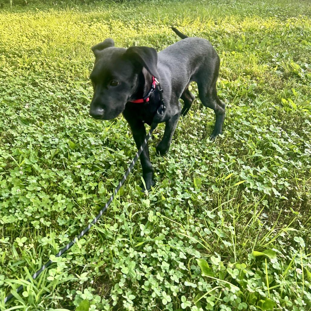 Enlarge Jude, a Adoptable mixed breed in Alma, WI image 3/6