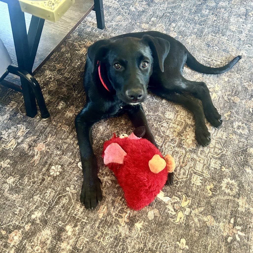 Enlarge Jude, a Adoptable mixed breed in Alma, WI image 4/6