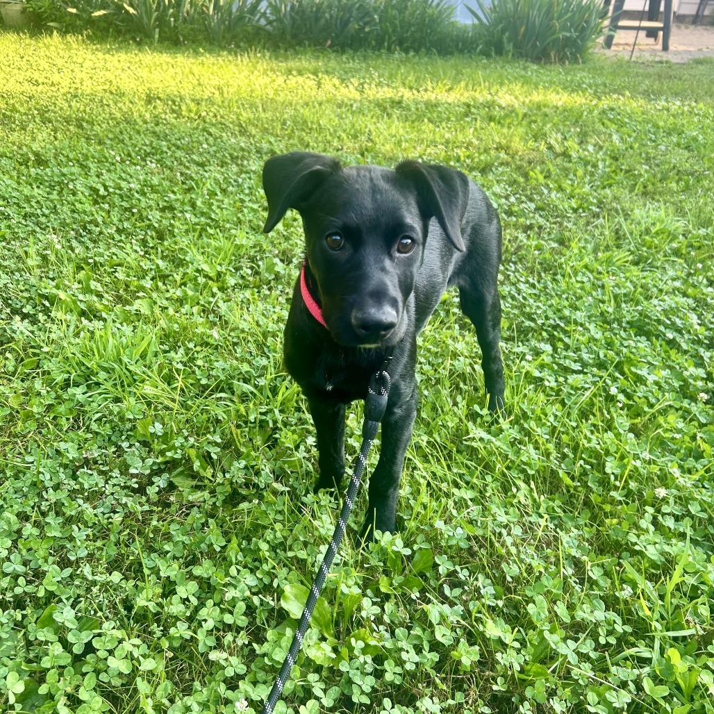 Enlarge Jude, a Adoptable mixed breed in Alma, WI image 5/6
