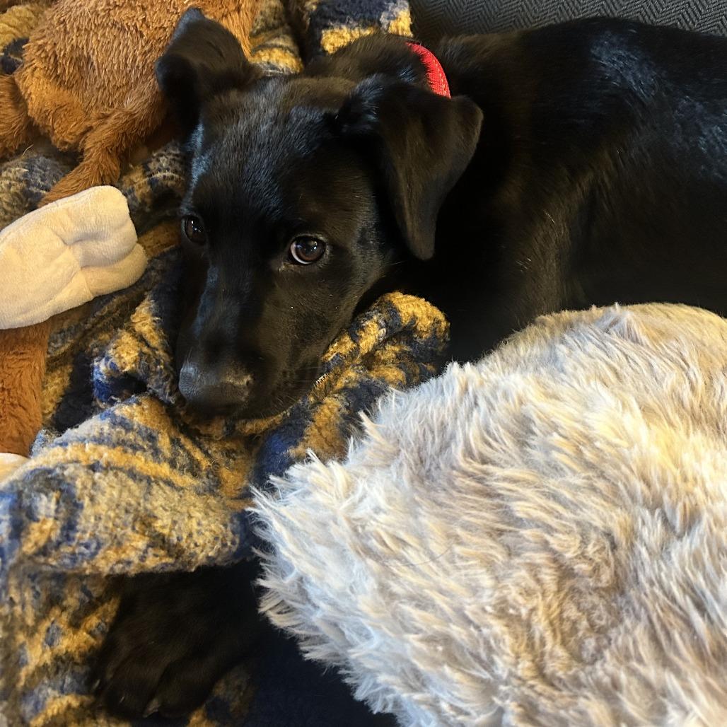 Enlarge Jude, a Adoptable mixed breed in Alma, WI image 6/6