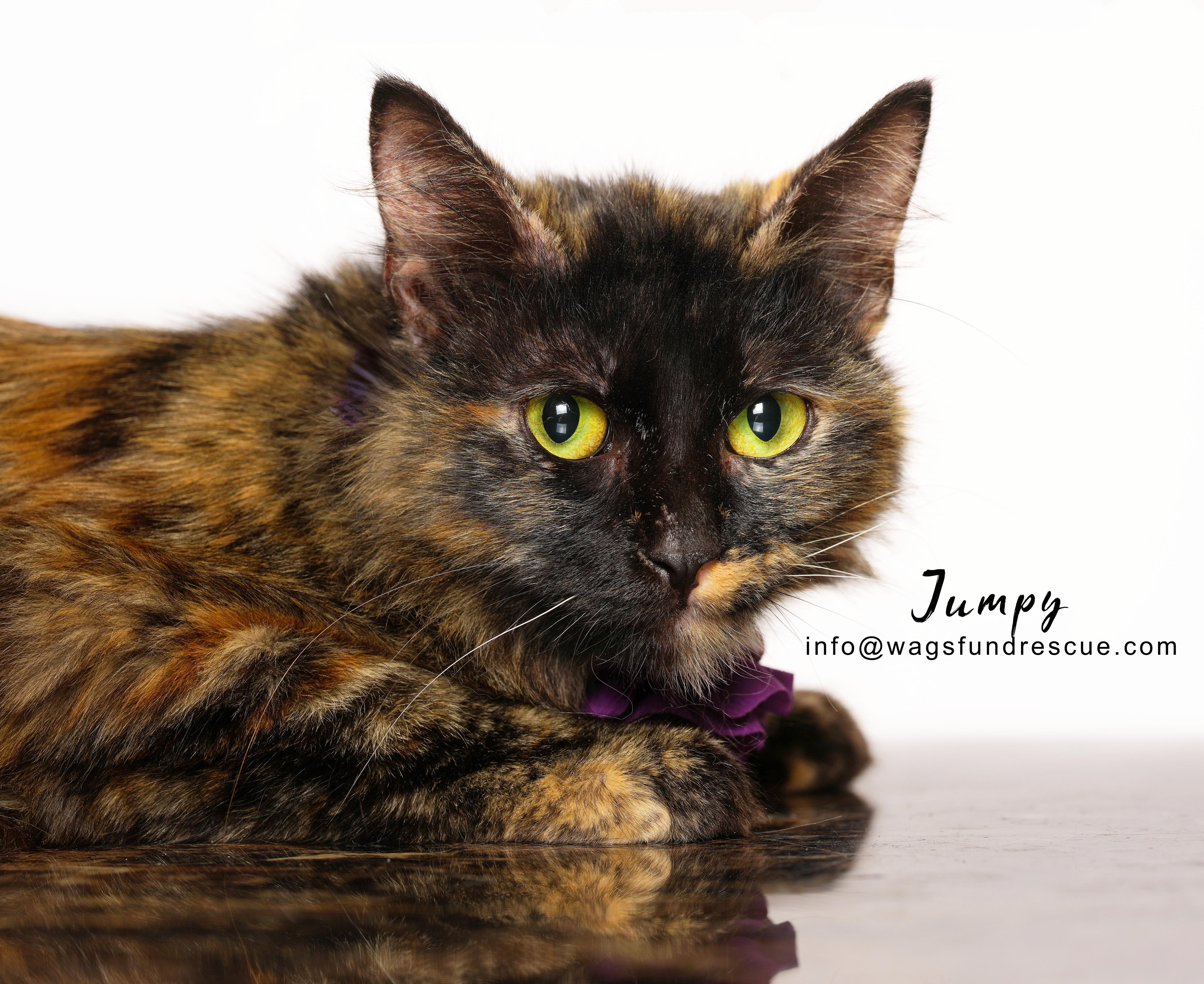 Jumpy, ADOPTABLE, Kitten Female Tortoiseshell.