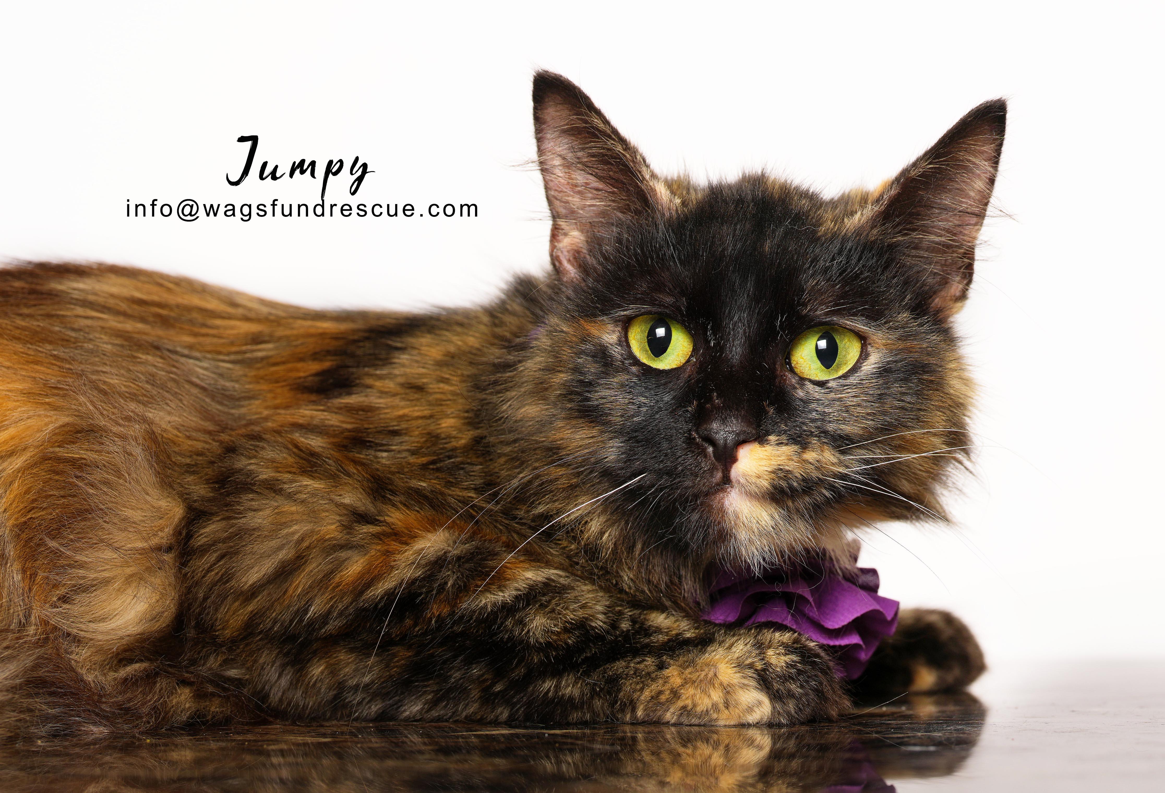 Jumpy, a ADOPTABLE mixed breed in Houston, TX image 2/3