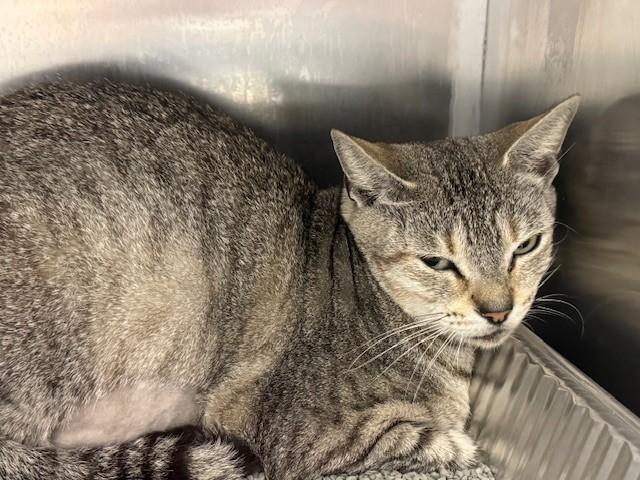 DEE DEE, Adoptable, Young Female Domestic Short Hair.
