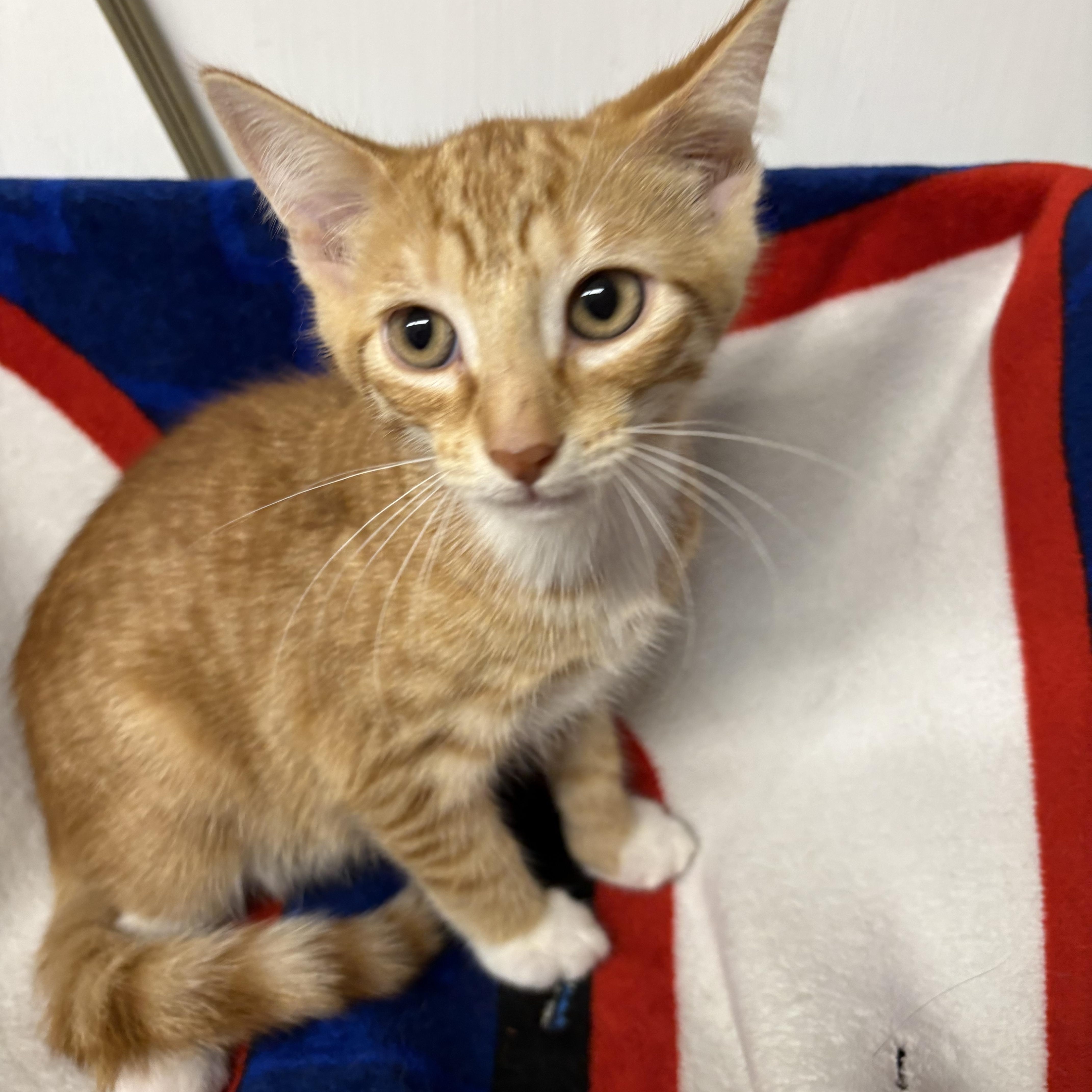 Enlarge Kitten 2, a Adoptable Domestic Short Hair in Mansfield, CT image 2/2