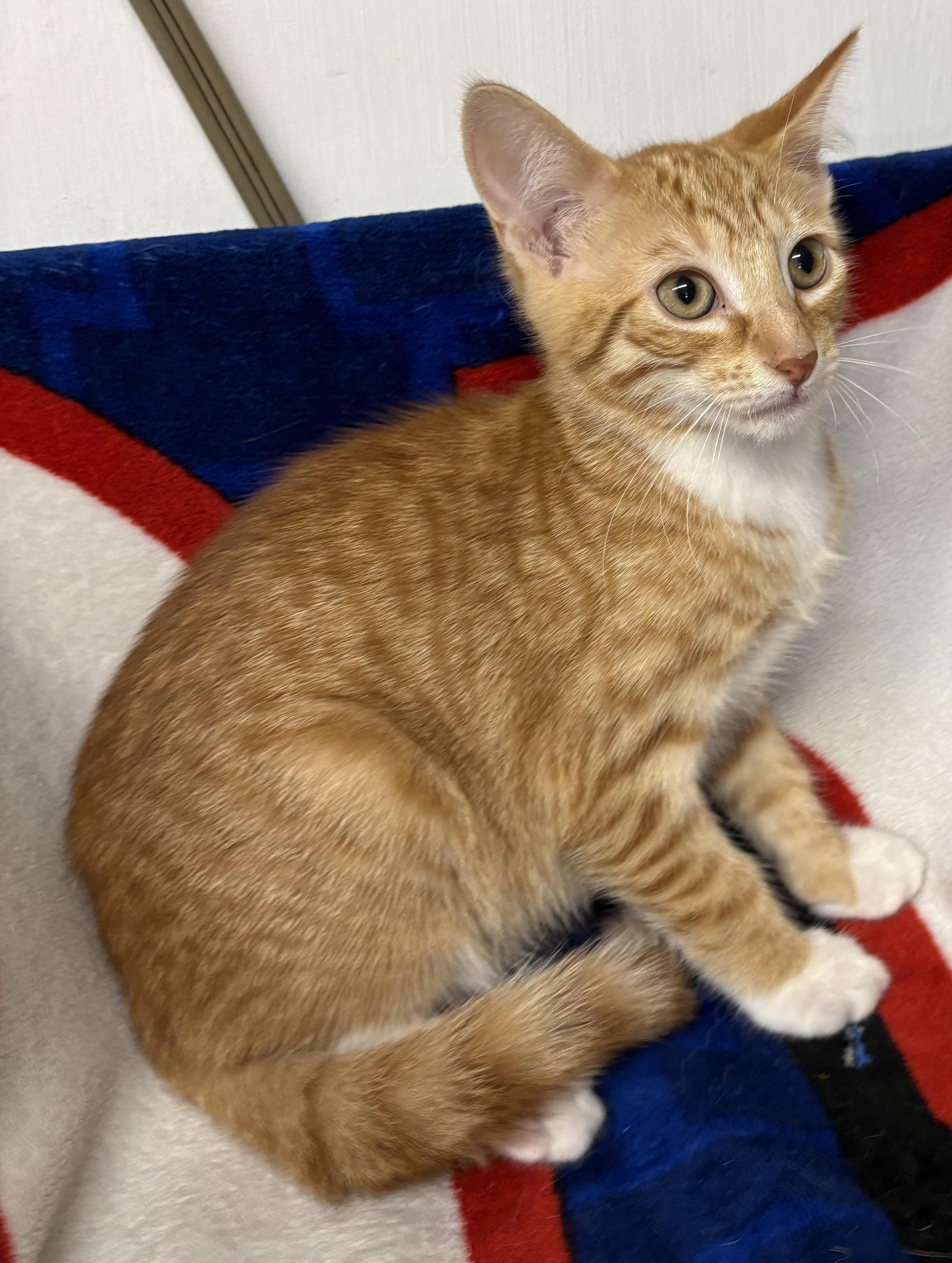 Enlarge Kitten 2, a Adoptable Domestic Short Hair in Mansfield, CT image 1/2