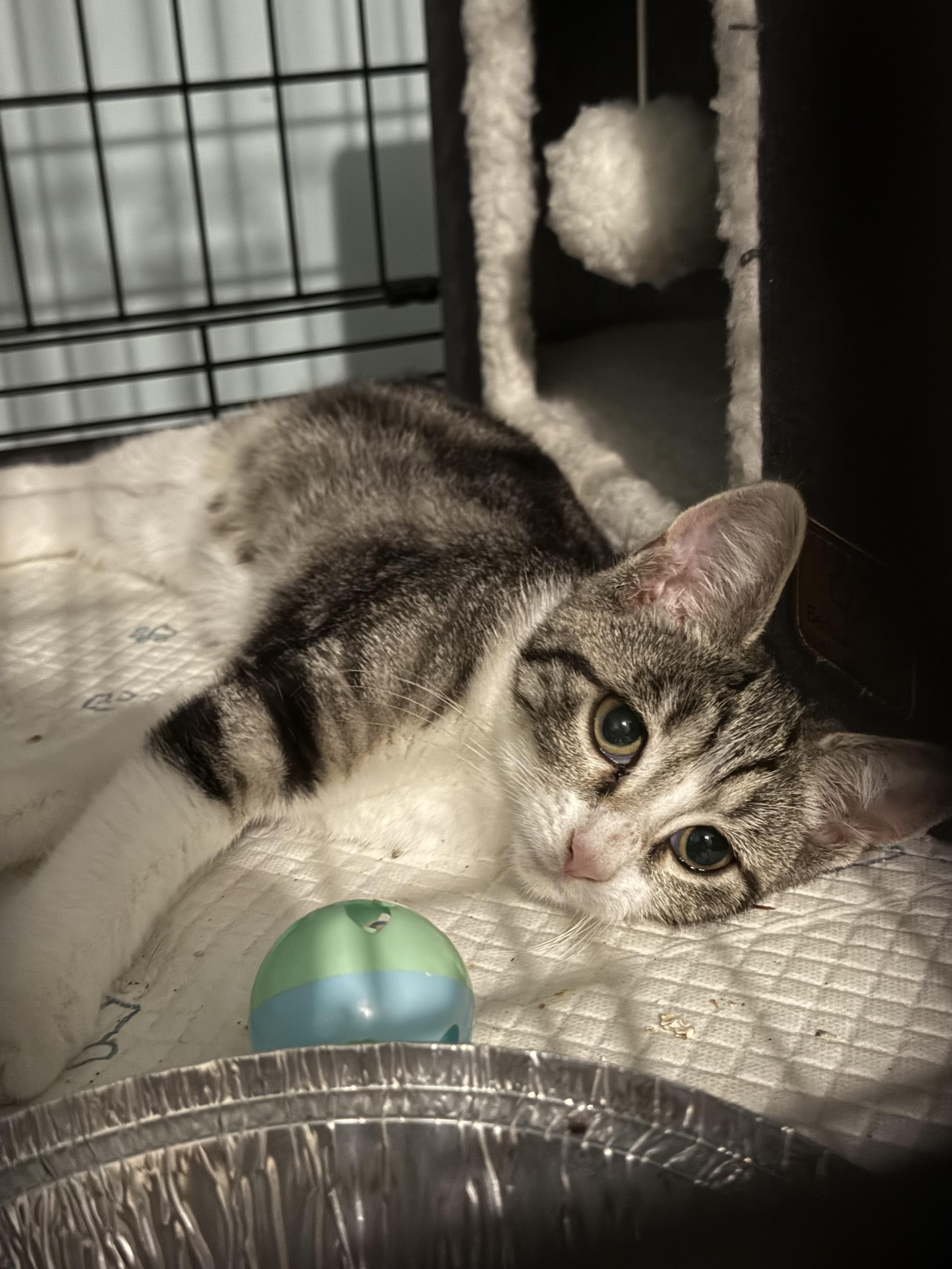 Fred and wilma, a Adoptable mixed breed in Brooklyn, NY image 2/6