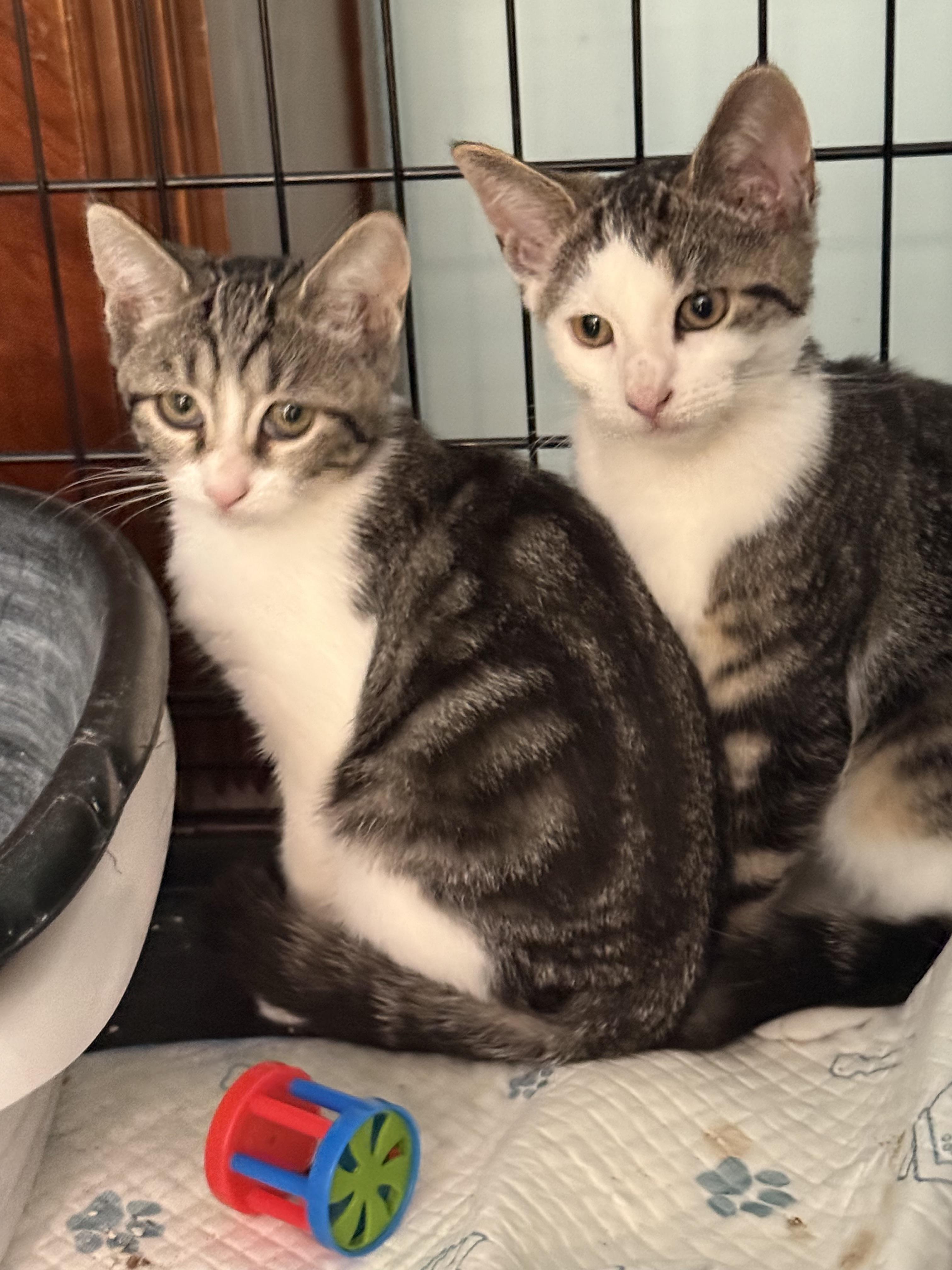Fred and wilma, Adoptable, Kitten Male Tabby.
