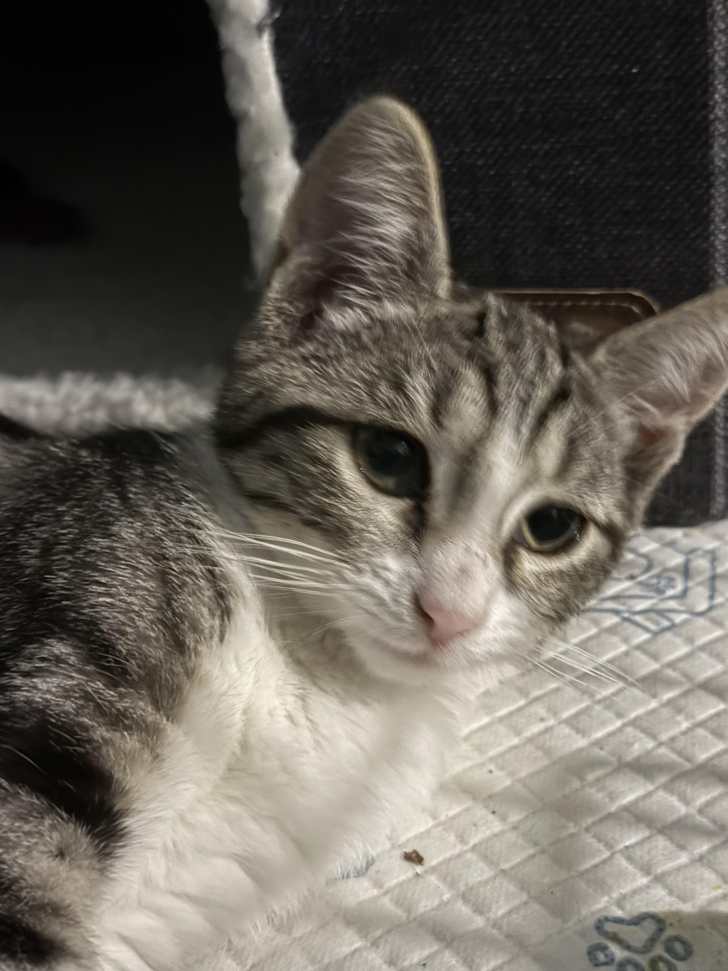 Fred and wilma, a Adoptable mixed breed in Brooklyn, NY image 3/6