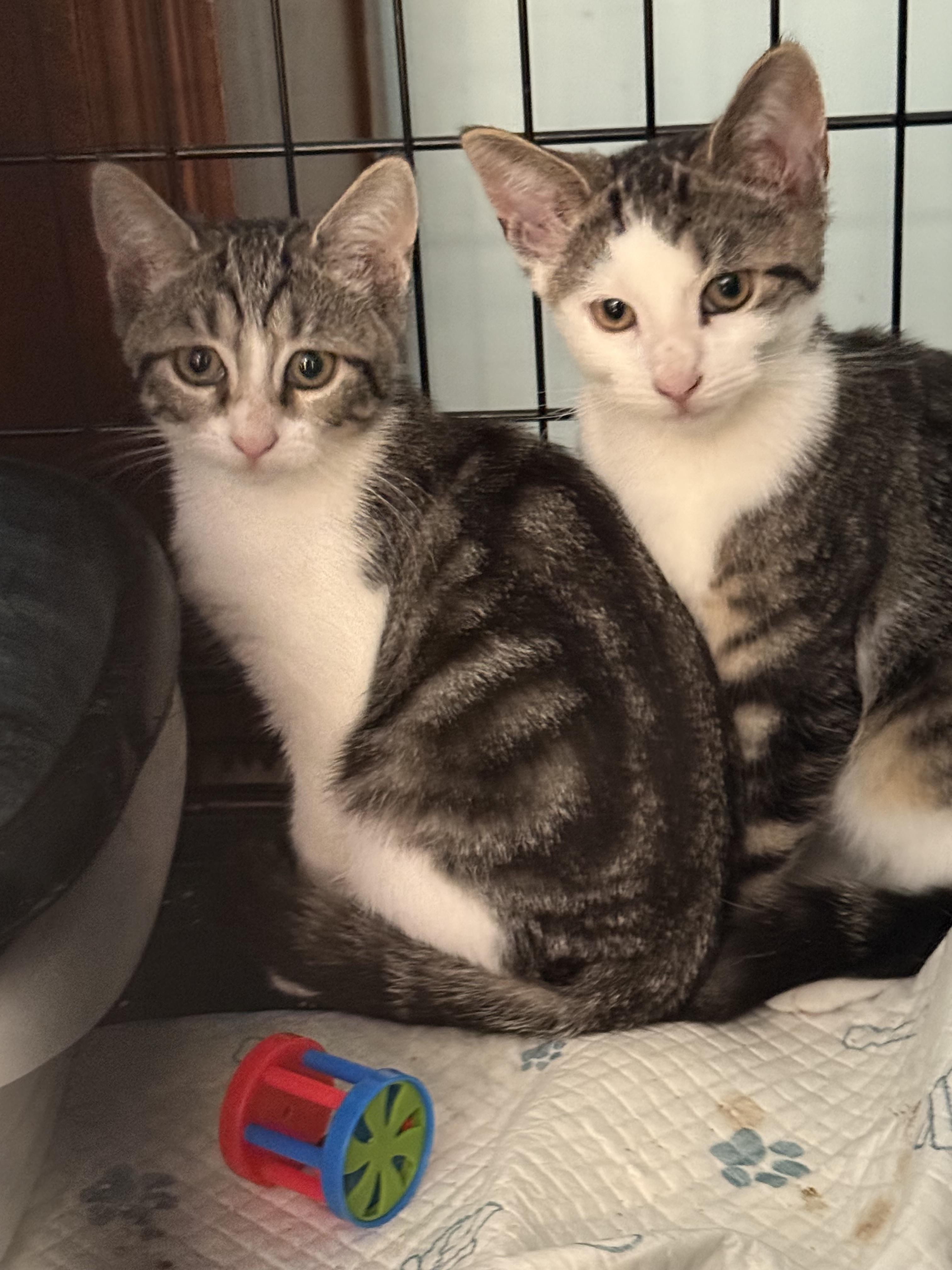 Fred and wilma, a Adoptable mixed breed in Brooklyn, NY image 6/6