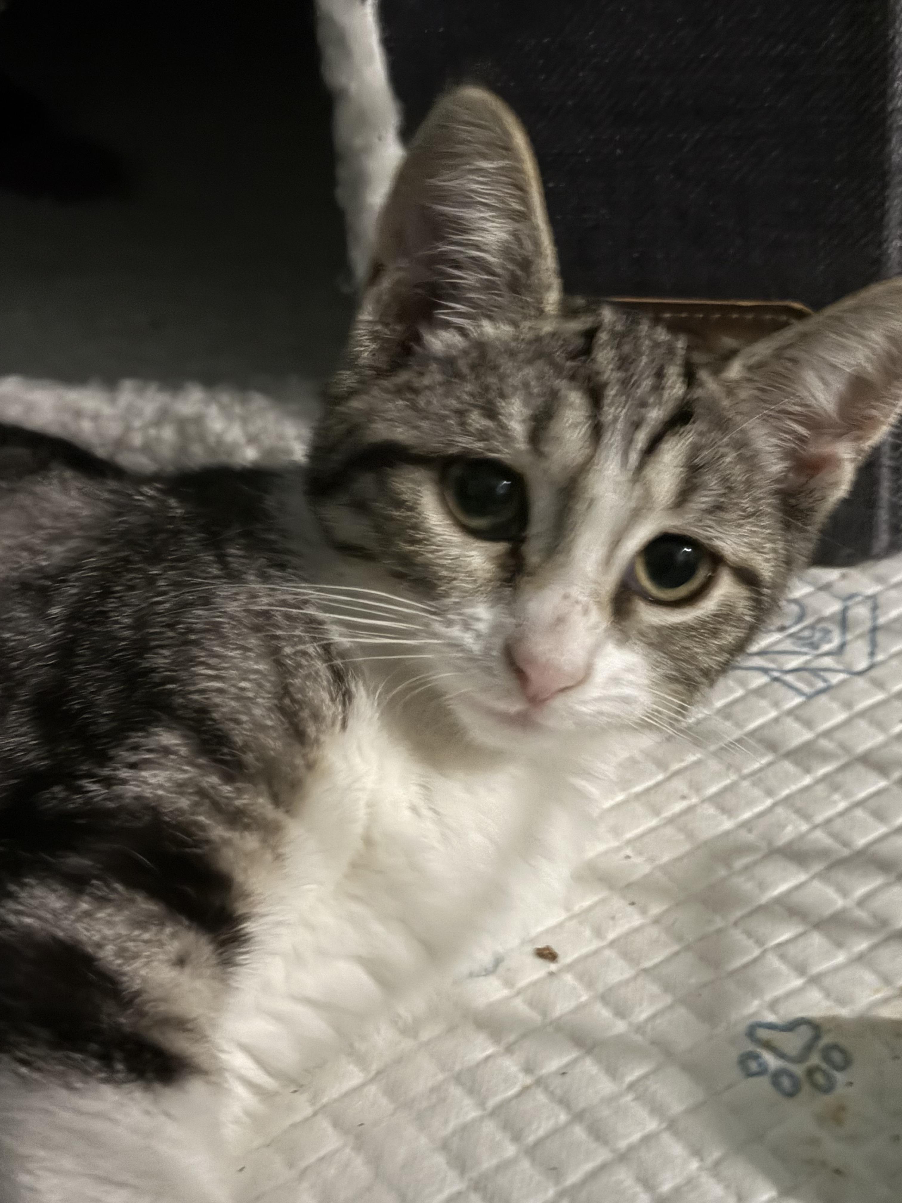 Fred and wilma, a Adoptable mixed breed in Brooklyn, NY image 5/6