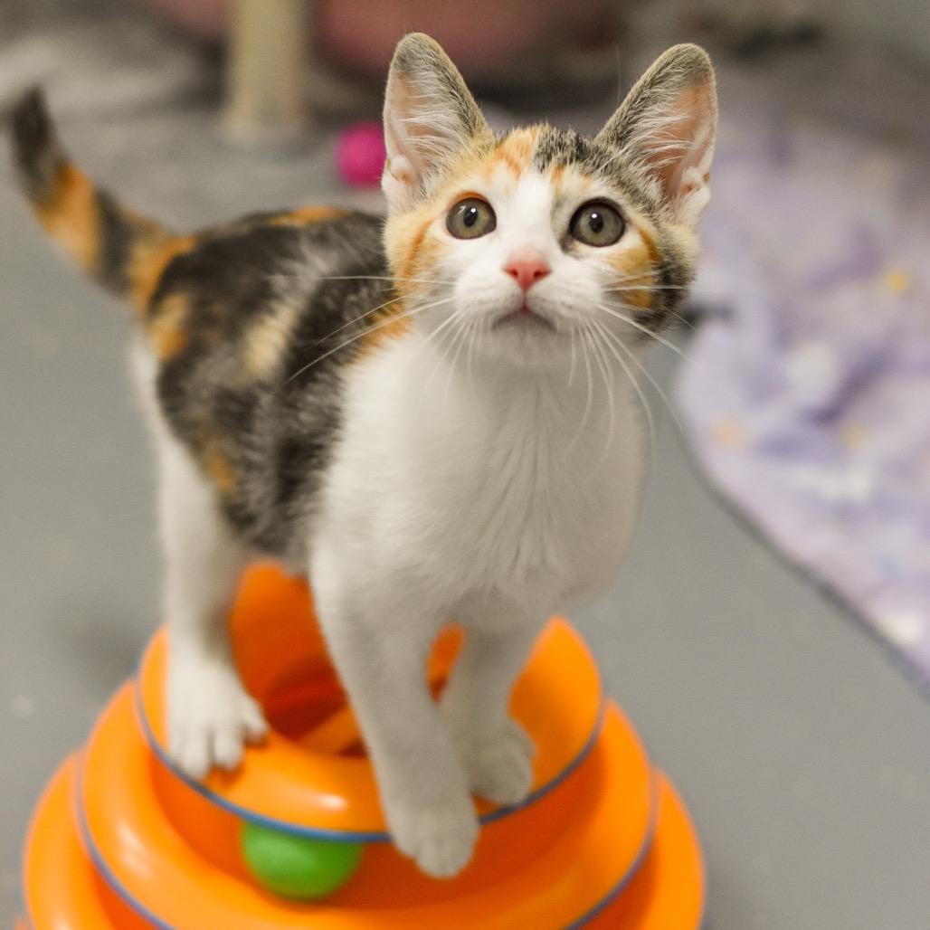 Enlarge Zelda, a Adoptable Domestic Short Hair in Kailua Kona, HI image 1/4