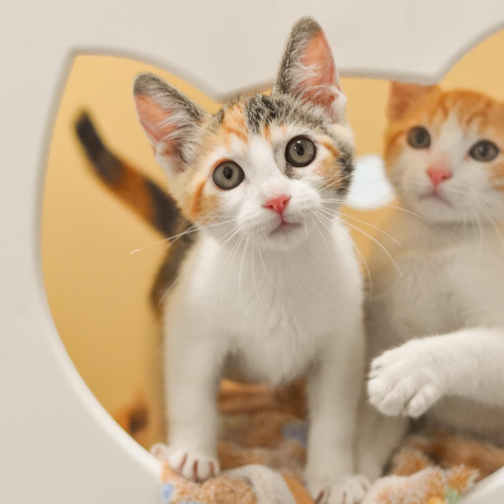 Enlarge Zelda, a Adoptable Domestic Short Hair in Kailua Kona, HI image 2/4