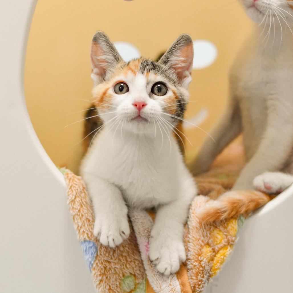 Enlarge Zelda, a Adoptable Domestic Short Hair in Kailua Kona, HI image 3/4