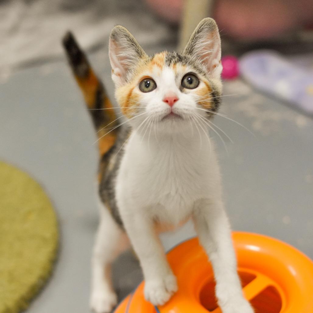 Enlarge Zelda, a Adoptable Domestic Short Hair in Kailua Kona, HI image 4/4