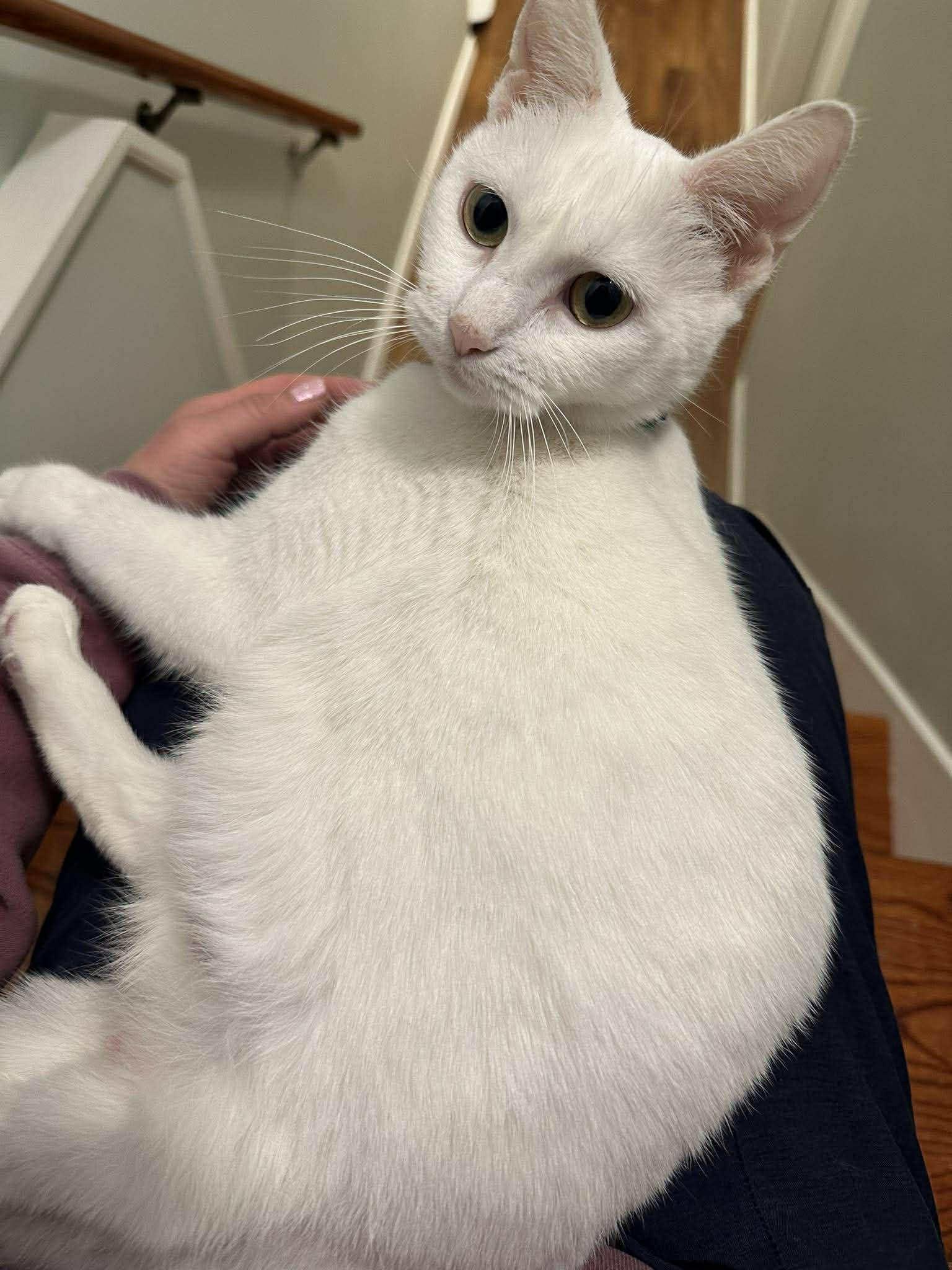 Enlarge Molly, a ADOPTABLE Domestic Short Hair in Penfield, NY image 4/5