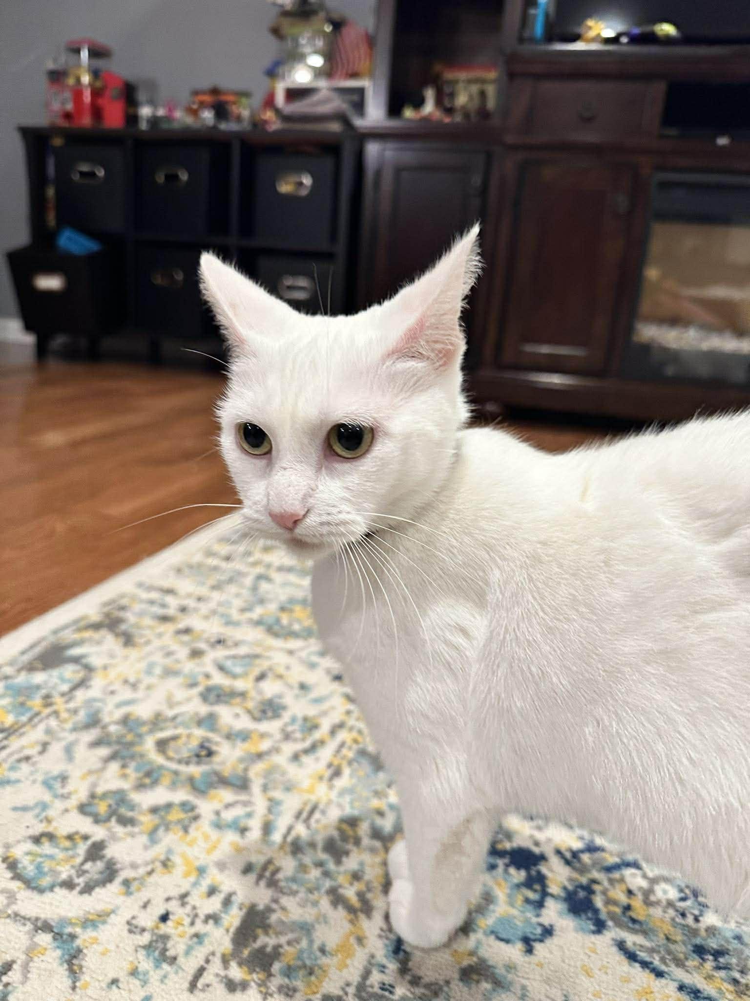 Enlarge Molly, a ADOPTABLE Domestic Short Hair in Penfield, NY image 5/5