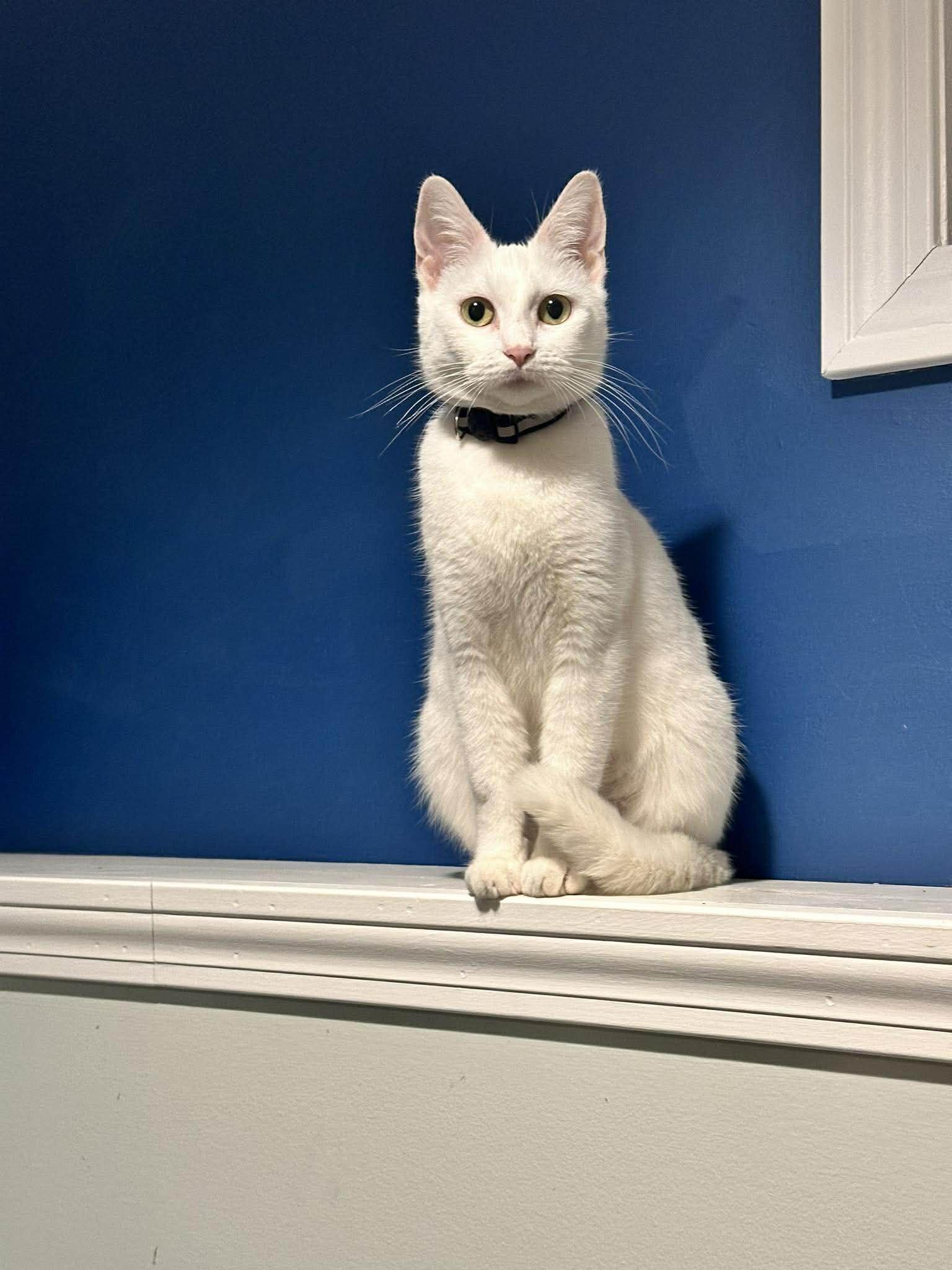 Enlarge Molly, a ADOPTABLE Domestic Short Hair in Penfield, NY image 2/5