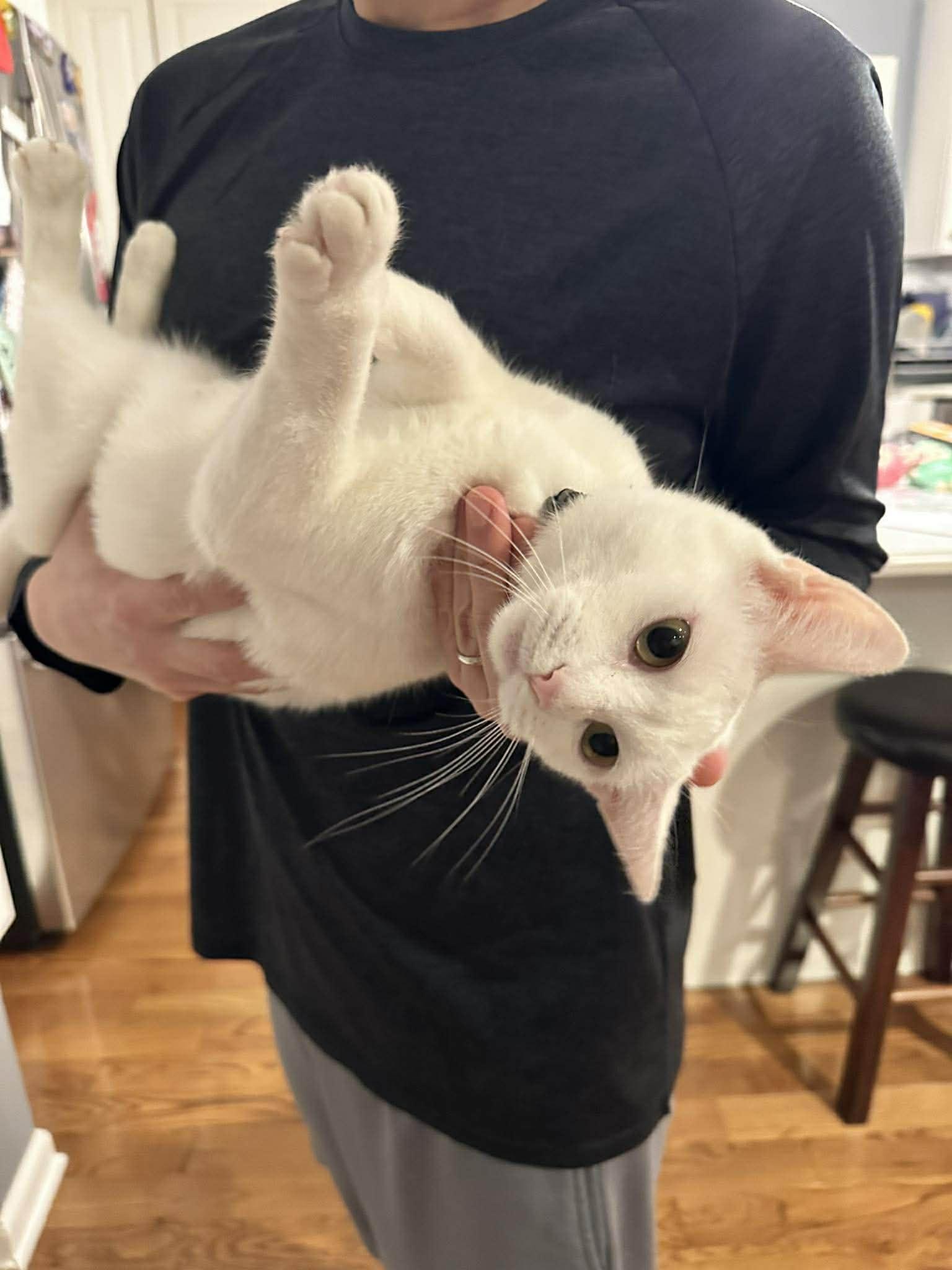 Enlarge Molly, a ADOPTABLE Domestic Short Hair in Penfield, NY image 3/5