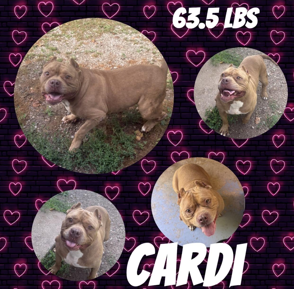 Enlarge Cardi, an adopted American Bully in McArthur, OH image 1/1