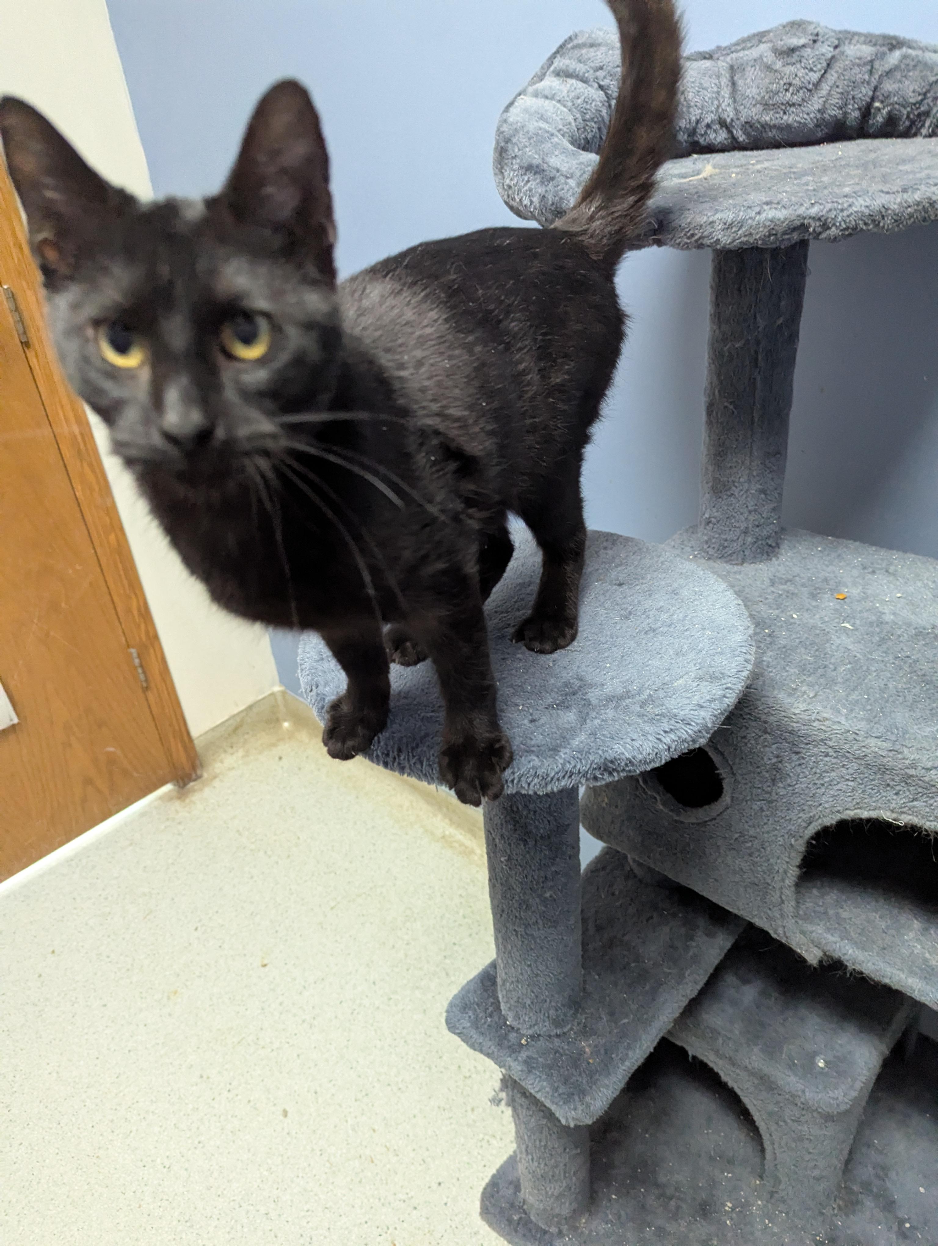 Mr Chatters, adopted, Kitten Male Domestic Short Hair.