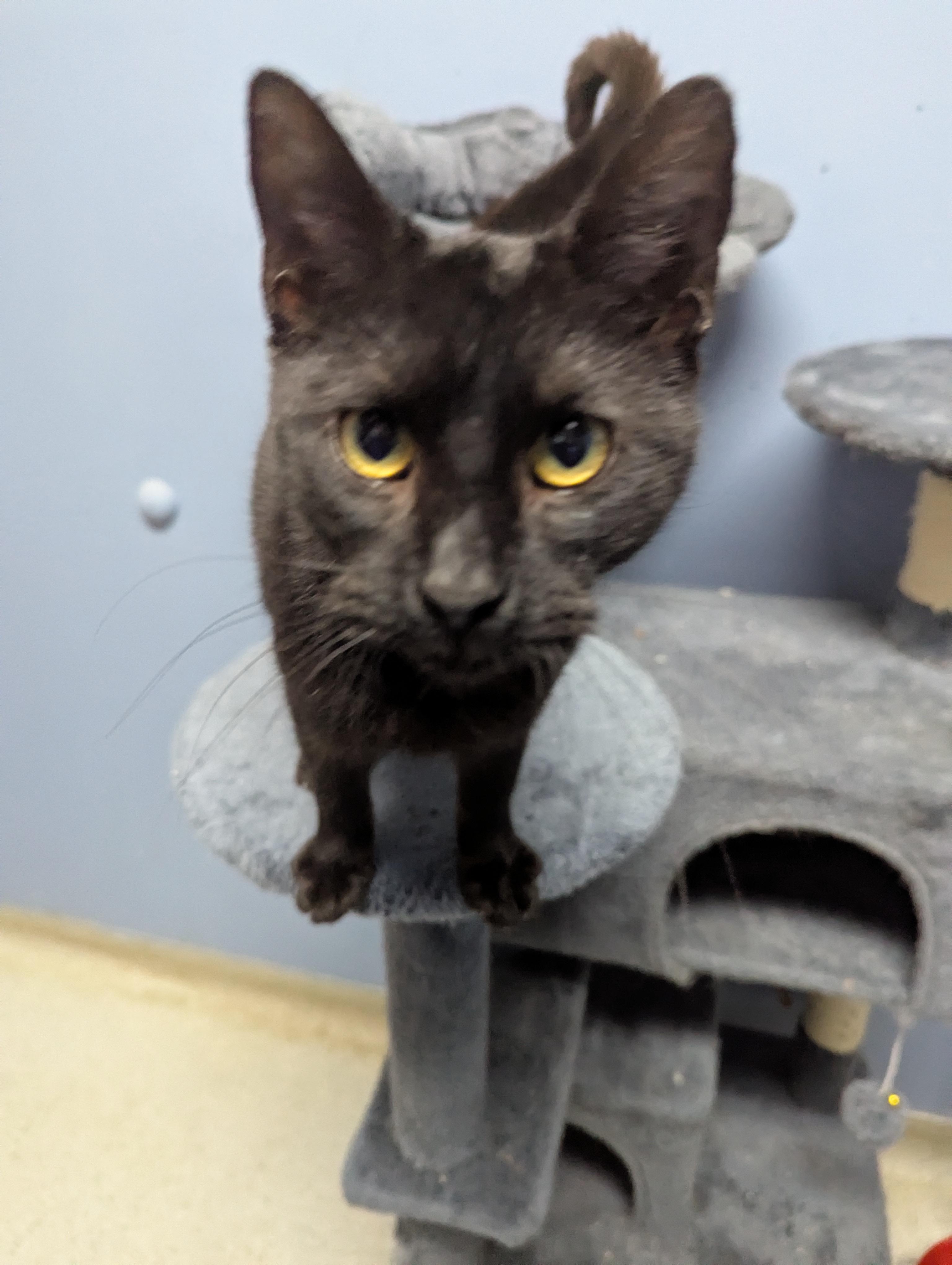 Enlarge Mr Chatters, an adopted Domestic Short Hair in Rock Falls, IL image 2/2