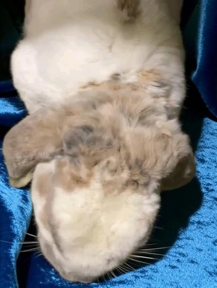 Casden, Adoptable, Young Male Mini Lop & Mini Rex.