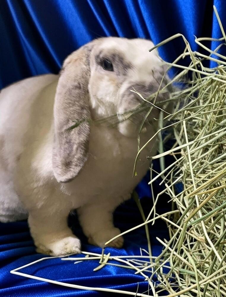 Enlarge Casden, a Adoptable mixed breed in Dallas, PA image 2/3