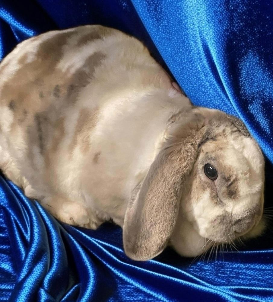 Enlarge Casden, a Adoptable mixed breed in Dallas, PA image 3/3