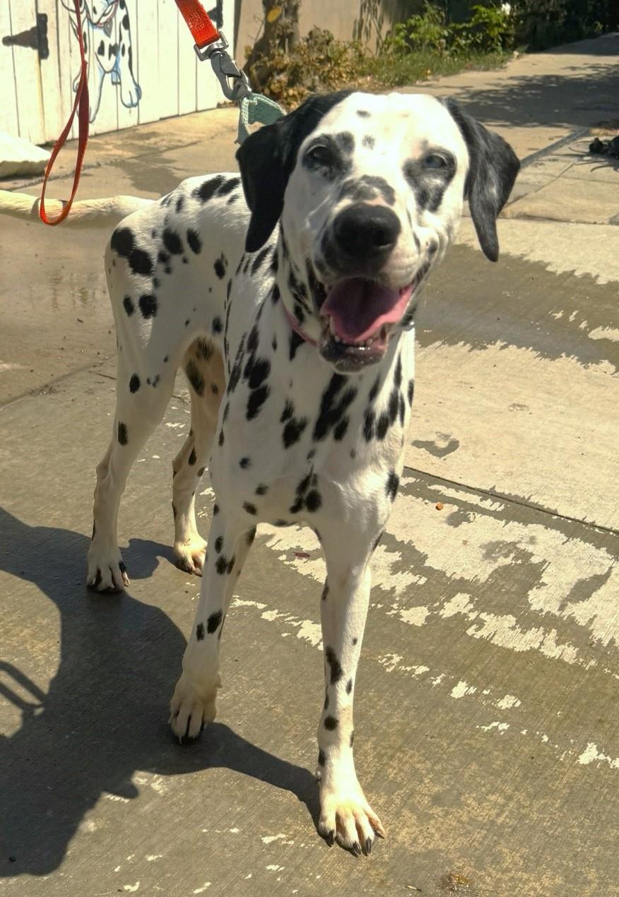 Rainbow, a Adoptable Dalmatian in Newport Beach, CA image 1/3