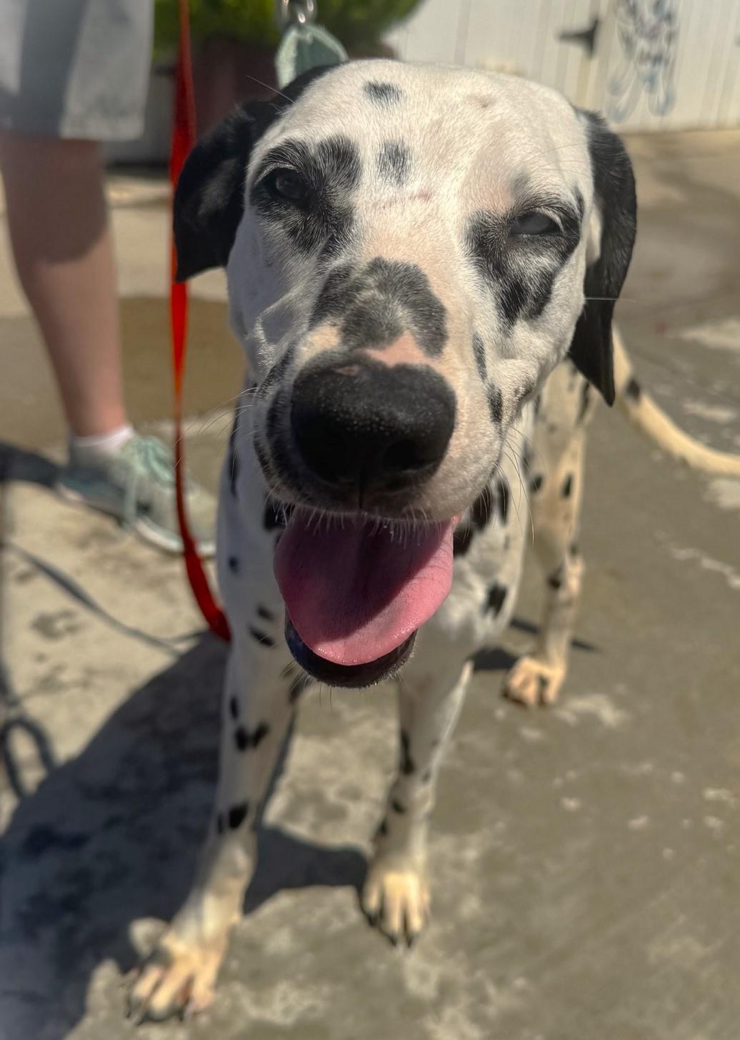 Rainbow, a Adoptable Dalmatian in Newport Beach, CA image 2/3