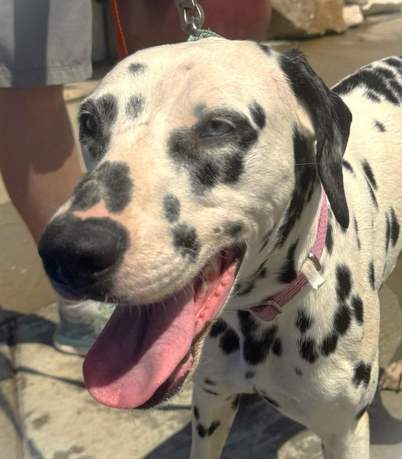 Rainbow, a Adoptable Dalmatian in Newport Beach, CA image 3/3