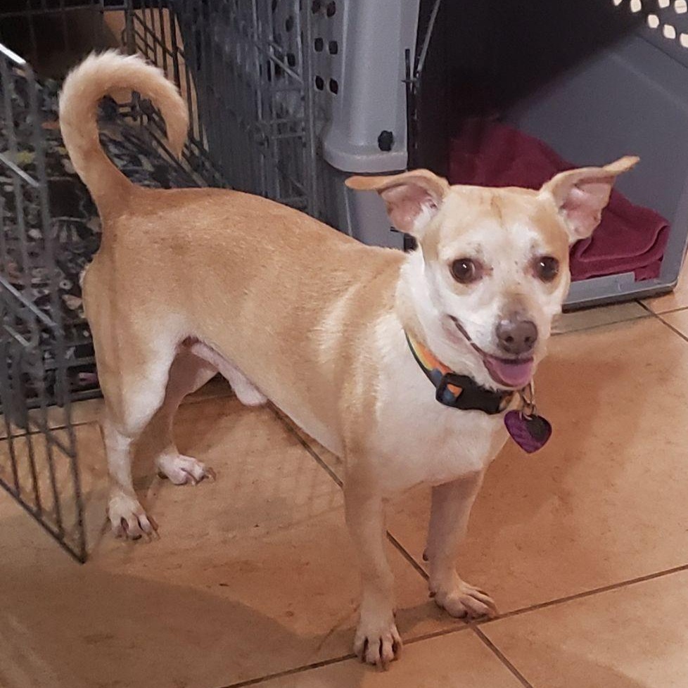 Dekkar, ADOPTABLE, Young Male Chihuahua & Shiba Inu.